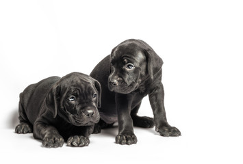 two identical twin puppies of breed canecorso on a white background