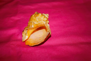 Sea shell on a background of red cloth close-up. Sea shell on red background.