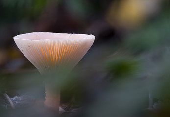 A wild mushroom glowing from the inside