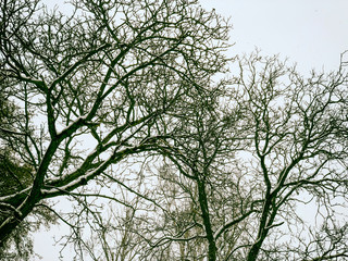 Bare branches of a tree in the snow at dawn in winter.