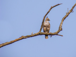 Crested Hawk-eagle in Jim Corbett National Park