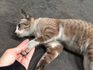 Stray cats and hand are on the cement floor.