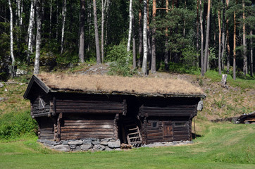 Forest on a summer day in Central Norway