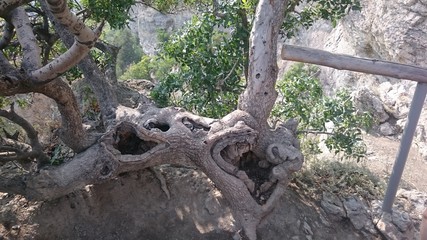 trunk of a tree