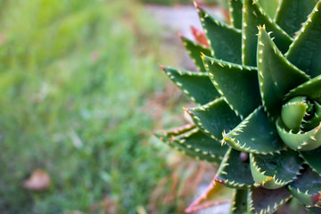 closeup of a succulent cactus background