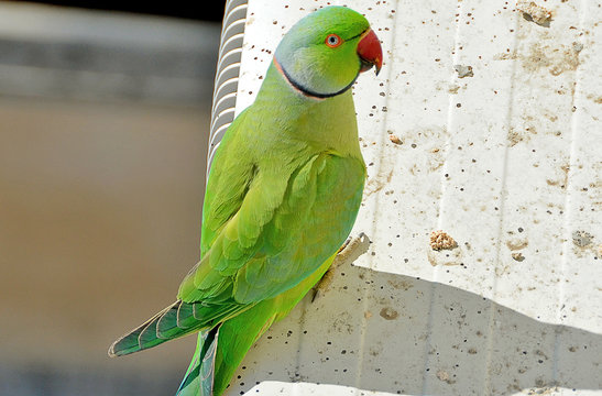 Green parrot. Rose-ringed parakeet