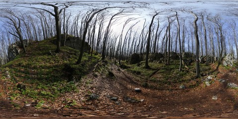 Spring forest HDRI Panorama