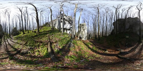 Spring forest HDRI Panorama