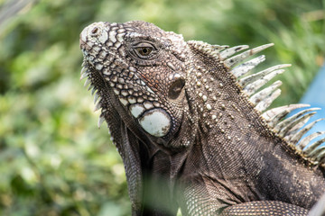 Iguana