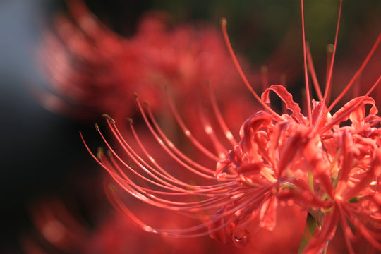 Higanbana Images: Khám phá những bức hình về hoa Higanbana tràn đầy sức sống, với màu sắc rực rỡ và bắt mắt. Bạn sẽ mê mẩn với sự chú ý đến từng chi tiết, cắt cánh hoa nhẹ nhàng và thon dài, tạo nên vẻ đẹp tinh khiết của loài hoa này.