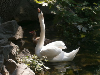 swan on lake