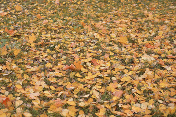 Golden autumn, beautiful background of orange leaves