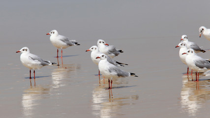 White seagulls on the shore of the Indian Ocean