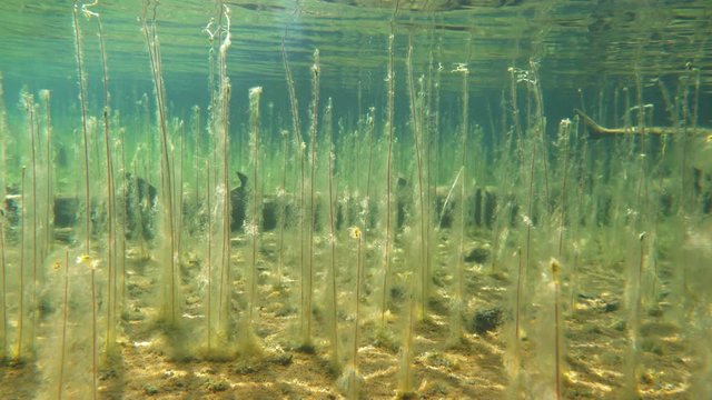 Sunny underwater view of water lobelia plants with algae