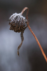 frost on flower