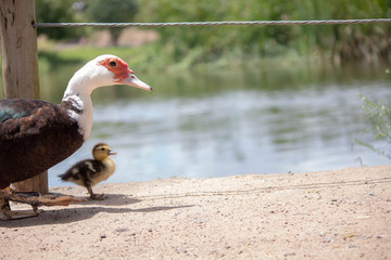 Patos