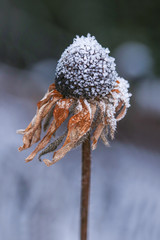 frost on flower