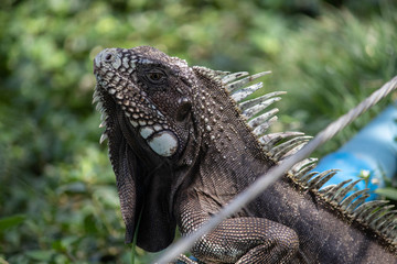 Iguana