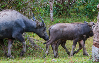 water buffalos in the forest