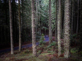 road in dark forest