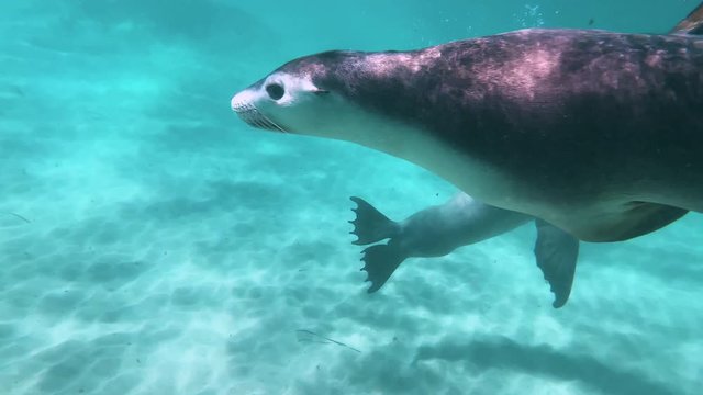 Beautiful seals playing with each other in turquoise waters and a sandy bottom.