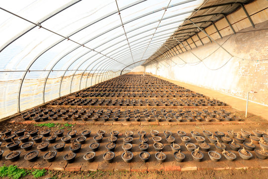Flower bonsai in the greenhouse - Powered by Adobe