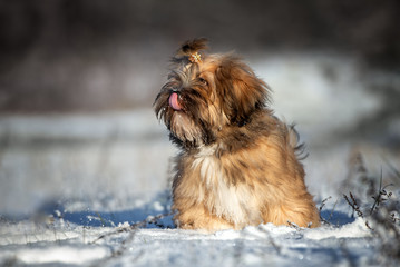 fluffy lhasa apso puppy licks nose outdoors in winter