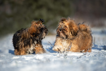 two adorable lhasa apso puppies playing in the snow together