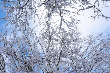 branches of trees covered with snow against a blue sky, bottom view