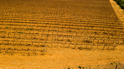 vineyards in the East of the island of Mallorca Spain