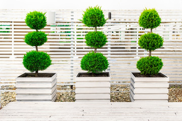 Three bushes trimmed in the form of balls on top of each other in large wooden flower pots painted white paint on a background of a fence of wood bars. Landscaping in the park on a sunny day.