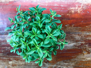 close up of Stevia Rebaudiana plant on wood