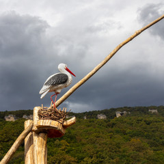 the figure of a lonely stork in a nest against the background of mountains overgrown with forest and cloudy dramatic sky © Andrey Solovev
