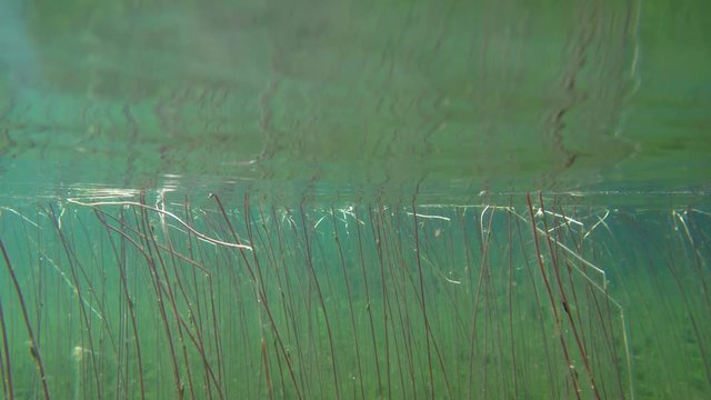 Dipping camera under water surface among water lobelias
