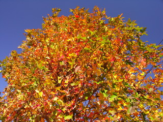モミジバフウの黄葉と青空