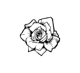 Vector illustration of a rose flower closeup isolated. Stylish idea for a tattoo - old school rose