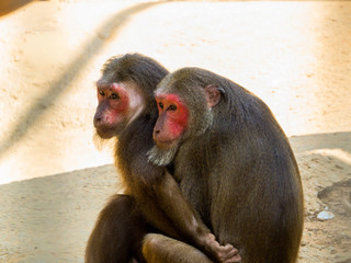 Stump-tailed Macaque couple in zoo park