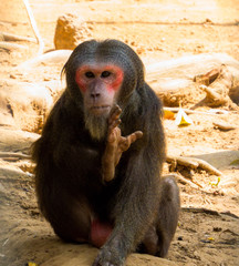 Stump-tailed Macaque portrait