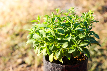 close up of Stevia Rebaudiana plant in the garden