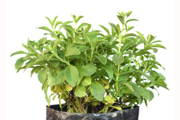 Stevia Rebaudiana plant isolated on white background