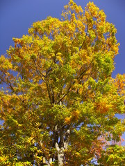 Naklejka premium 黄葉の大木の欅と青空