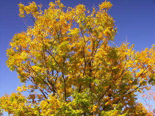 Fototapeta premium 黄葉の大木の欅と青空