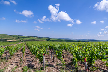 Closeup panoramic shot rows summer vineyard scenic landscape, plantation, beautiful wine grape branches, sun, sky, limestone land. Concept autumn grapes harvest, nature agriculture background