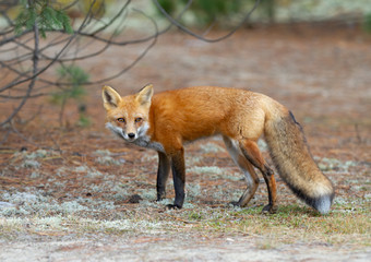 Red fox (Vulpes vulpes) in a pine tree forest with a bushy tail walking in the forest in autumn in Algonquin Park, Canada 