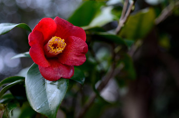 椿の花