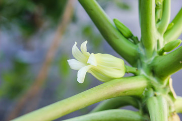 papaya flower is blooming on papaya tree