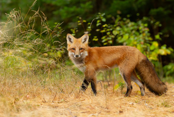 Red fox (Vulpes vulpes) in a pine tree forest with a bushy tail walking and looking back at my...