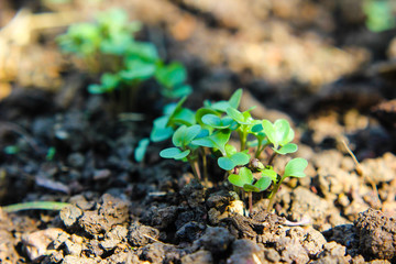 Chinese kale growing in soil. vegetable garden cultivation and separate the early growth.