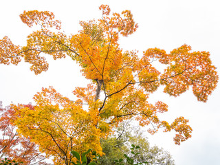 Beautiful autumn leaves in Japan