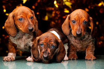 puppy portrait gold bokeh dark background 